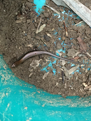 Scincella formosensis