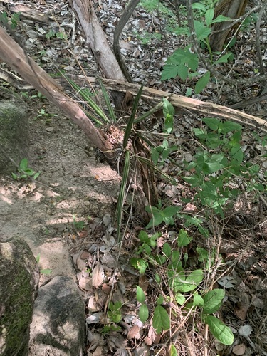 Trichocentrum brachyphyllum, photograph 6