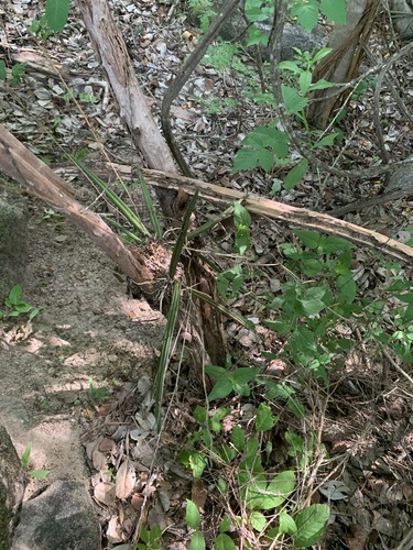 Trichocentrum brachyphyllum, photograph 5