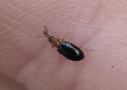 Salpingus ruficollis