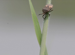 Megymenum brevicorne