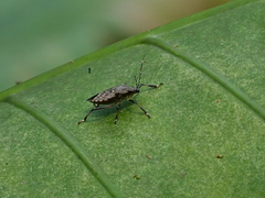 Dalpada nodifera