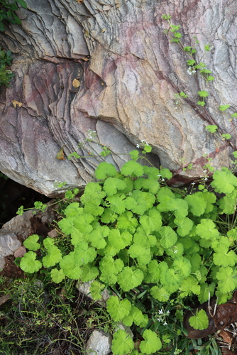 Pelargonium odoratissimum, photograph 2