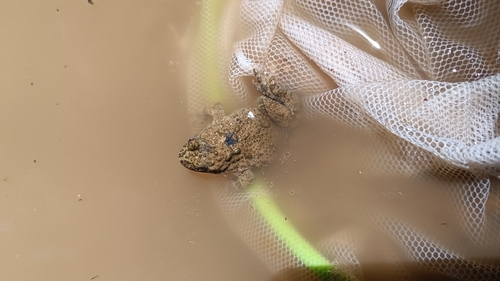 Yellow-bellied Toad