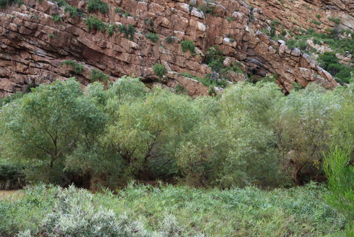 Salix mucronata, photograph 3