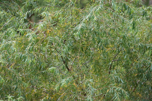 Salix mucronata, photograph 2