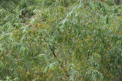 Salix mucronata, photograph (c) Tony Rebelo, some rights reserved (CC BY-SA)