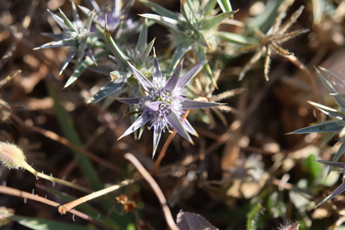 Eryngium pusillum