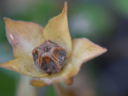 Sage-leaved Rock-rose