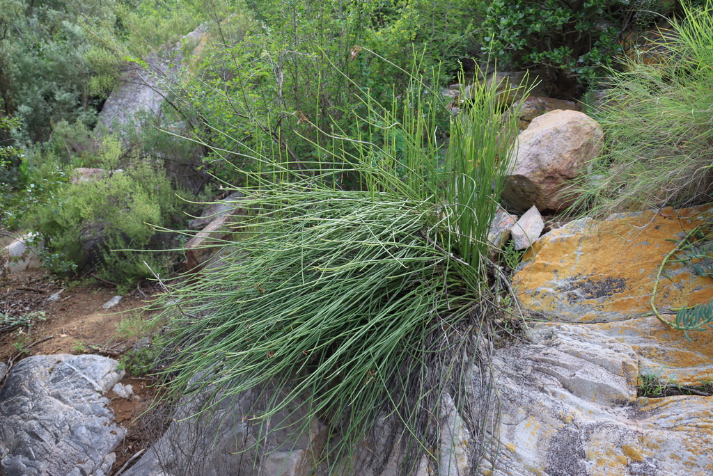 Senecio junceus; photograph (c) Tony Rebelo, some rights reserved (CC BY-SA)