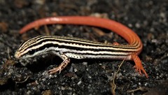 Vanzosaura savanicola