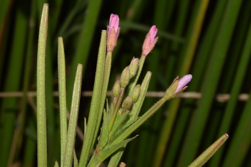 Hoary Willowherb