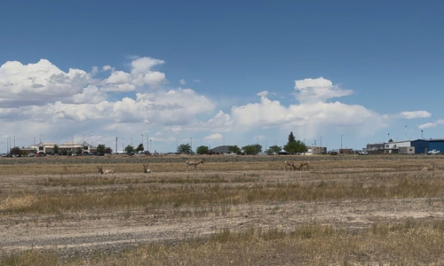 Pronghorn