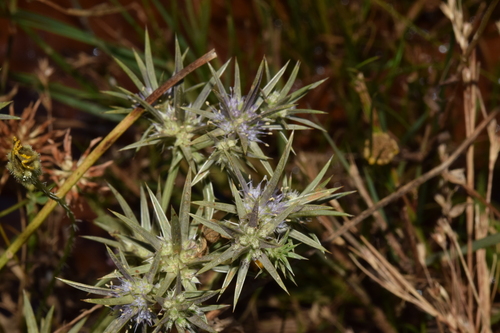 Eryngium pusillum