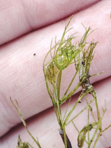 Nitella mucronata, 2026-07-04