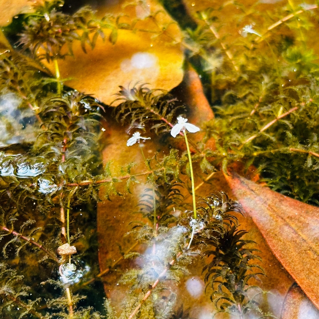 Elodea granatensis (Elodea granatensis)