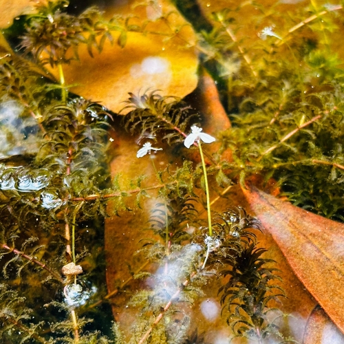 Elodea granatensis (Elodea granatensis)
