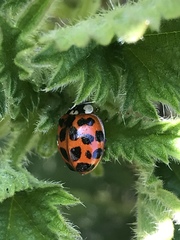 Harmonia axyridis