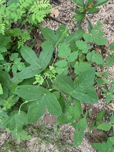 Passiflora viridiflora, photograph 4