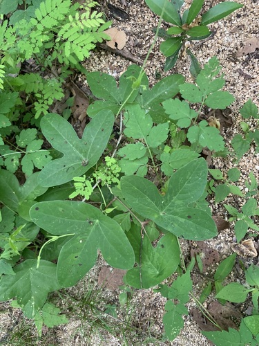 Passiflora viridiflora, photograph 5
