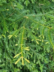 Taxus baccata