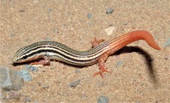 Vanzosaura savanicola