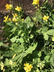 Chelidonium majus