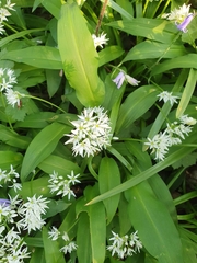 Allium ursinum
