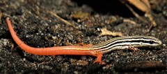 Vanzosaura savanicola