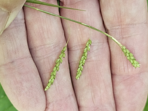 Carex gracillima, photograph 5