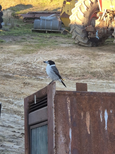 Grey Butcherbird