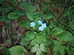 Omphalodes verna