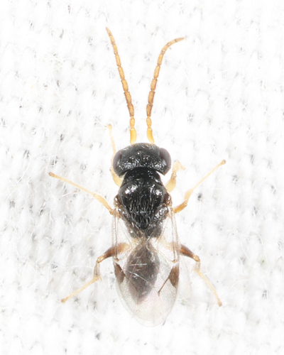 Anteon, 2026-07-04