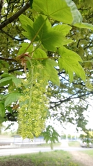 Acer pseudoplatanus