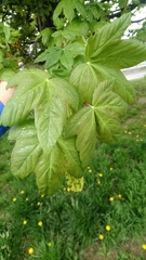 Acer pseudoplatanus