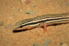 Vanzosaura savanicola