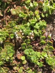 Crassula spathulata