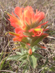 Castilleja affinis
