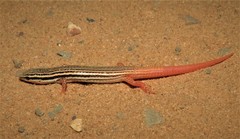 Vanzosaura savanicola