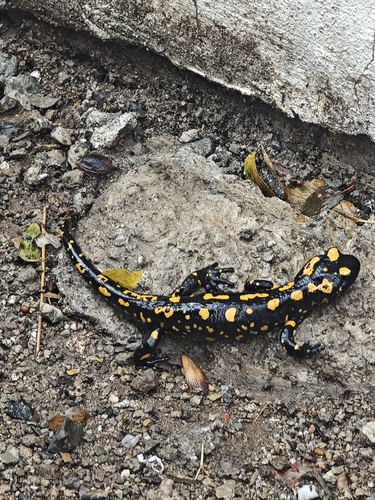Near Eastern Fire Salamander