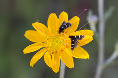 Adela trigrapha