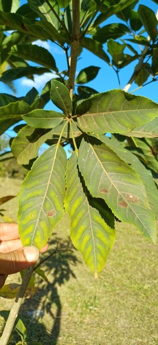 Handroanthus serratifolius, photograph 2
