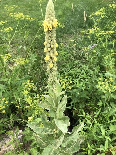 great mullein