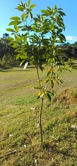 (c) Wallace Carneiro Almeida, some rights reserved (CC BY-SA) Handroanthus serratifolius, photograph (c) Wallace Carneiro Almeida, some rights reserved (CC BY-SA)