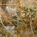 Cuscuta californica - Photo (c) Jim Morefield,  זכויות יוצרים חלקיות (CC BY)