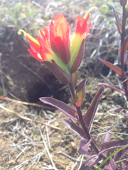 Castilleja affinis