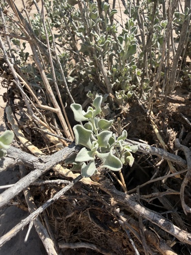 Leucophyllum candidum