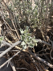 Leucophyllum candidum