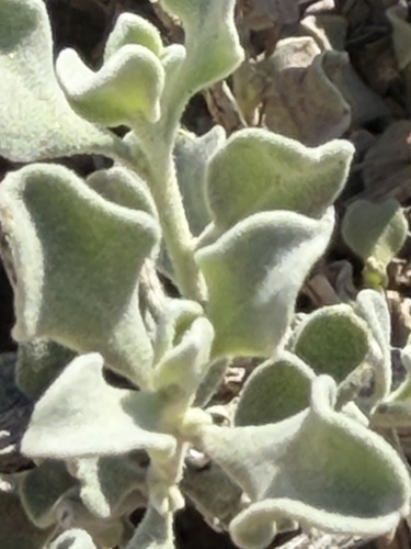 Leucophyllum candidum, photograph 2