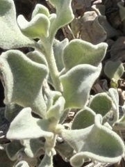 Leucophyllum candidum, photograph author not stated, no rights reserved